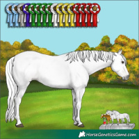 Horse Color:Gray Red Dun 