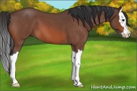 Horse Color:Bay Roan Splash 