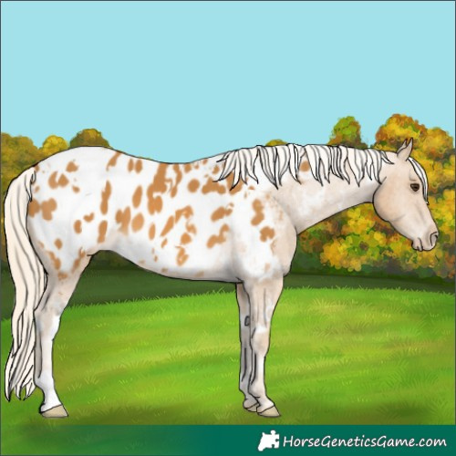 Horse Color:White Spotted Palomino Appaloosa 