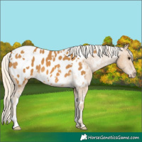 Horse Color:White Spotted Palomino Appaloosa 