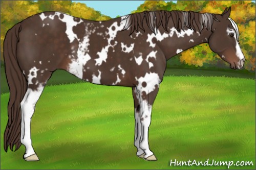 Horse Color:White Spotted Liver Chestnut 