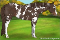 Horse Color:White Spotted Liver Chestnut
