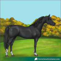 Horse Color:Unknown 