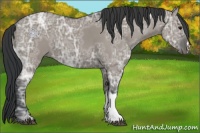 Horse Color:Grullo Ice 