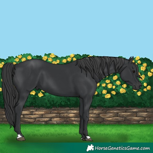Horse Color:Black 