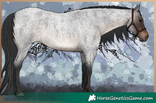 Horse Color:Brown Roan 