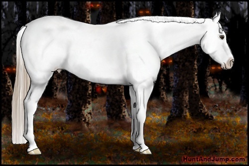 Horse Color:Liver Red Dun Appaloosa 