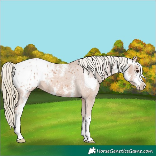 Horse Color:Chestnut Mushroom Sabino Appaloosa 