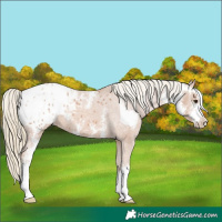 Horse Color:Chestnut Mushroom Sabino Appaloosa