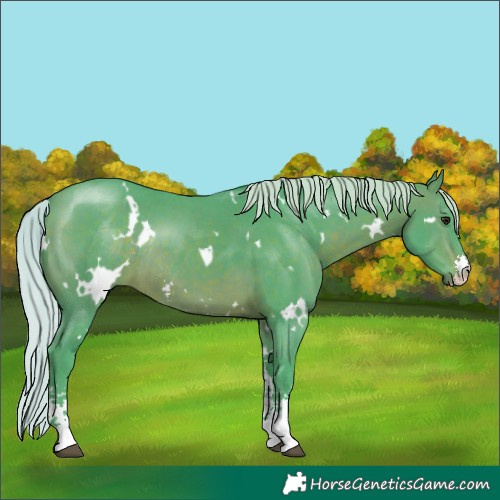 Horse Color:Watercolor White Spotted Silver Brown Sabino Rabicano 