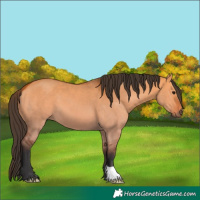 Horse Color:Bay Dun