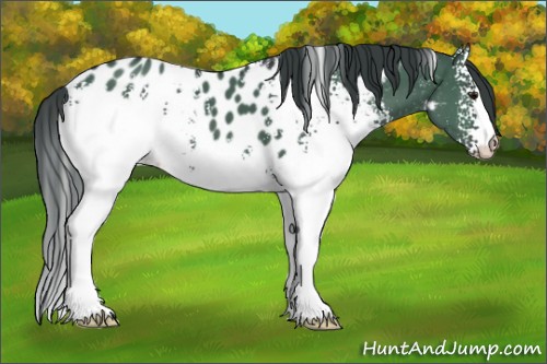 Horse Color:White Spotted Brown Dun Blanket