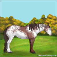 Horse Color:White Spotted Liver Red Dun