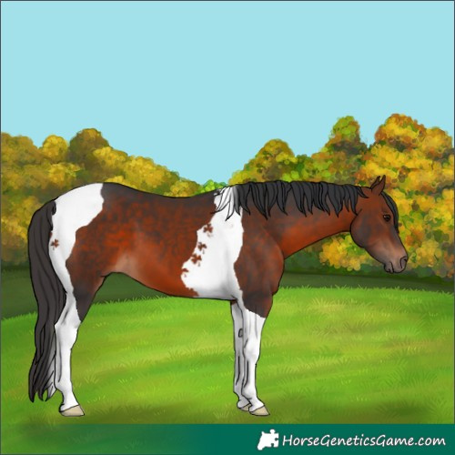Horse Color:Bay Tobiano 