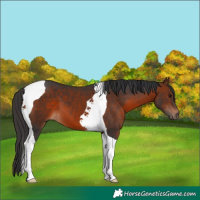 Horse Color:Bay Tobiano 