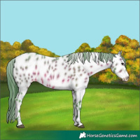 Horse Color:Watercolor Brown Roan Sabino Appaloosa 