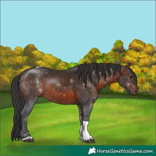Horse Color:Brown Sabino Tobiano
