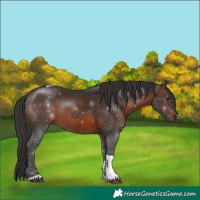 Horse Color:Brown Sabino Tobiano