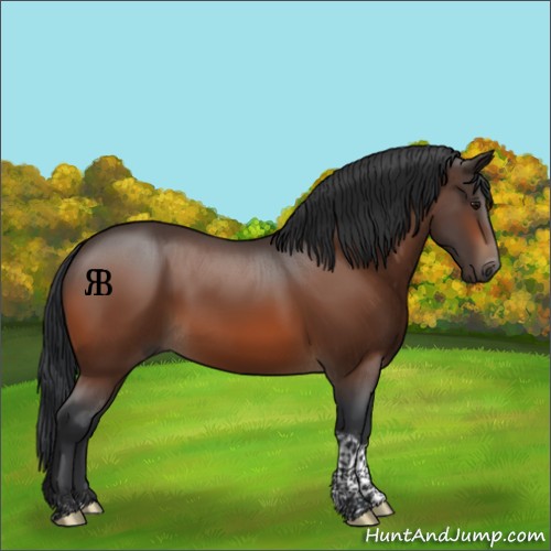 Horse Color:Bay Tobiano 