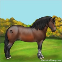 Horse Color:Bay Tobiano 