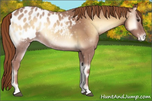 Horse Color:Red Onyx Roan Appaloosa 