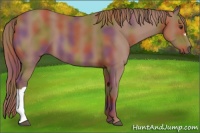 Horse Color:Nacre Chestnut 