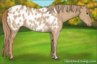 Horse Color:Red Dun Appaloosa 