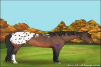 Horse Color:Bay Roan Appaloosa
