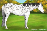 Horse Color:Blue Onyx Splash Leopard 