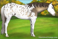 Horse Color:Smoky Blue Onyx Splash Appaloosa 