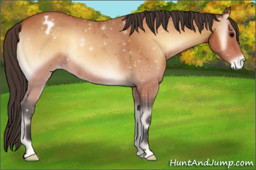 Horse Color:Bay Onyx Appaloosa 