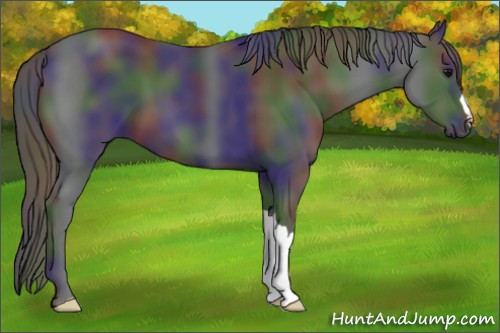 Horse Color:Nacre Black 