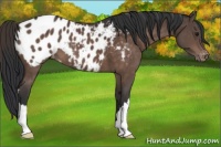 Horse Color:Brown Appaloosa 