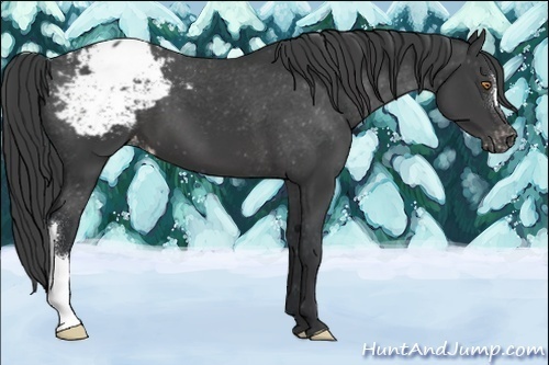 Horse Color:Black Appaloosa 