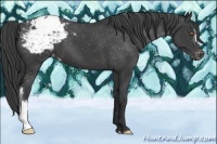 Horse Color:Black Appaloosa 