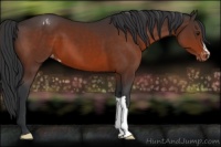 Horse Color:Brown Appaloosa 