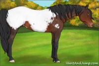 Horse Color:Brown Appaloosa
