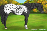 Horse Color:Black Appaloosa 