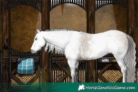 Horse Color:Gray Smoky Black Pearl Sabino 