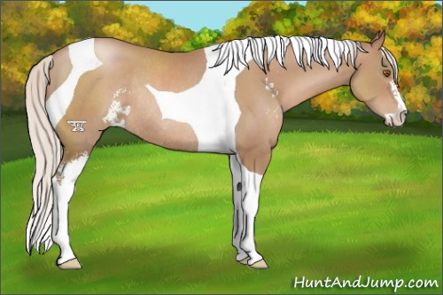 Horse Color:Silver Black Pearl Sabino Tobiano Rabicano 