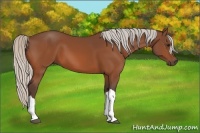 Horse Color:Silver Bay 