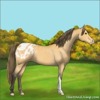 Horse Color:Buckskin Blanket