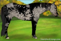 Horse Color:Void Bay Ice Dun Tobiano 