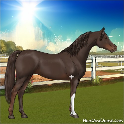 Horse Color:Liver Chestnut 