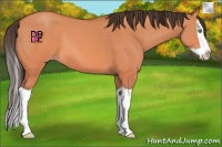 Horse Color:Sable Cream Champagne Dun Splash 