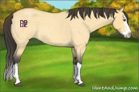 Horse Color:Buckskin Roan Dun Sabino Splash 