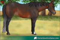 Horse Color:Brown 