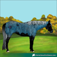 Horse Color:ERROR: UNKNOWN ANOMALY