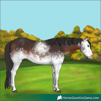 Horse Color:White Spotted Brown