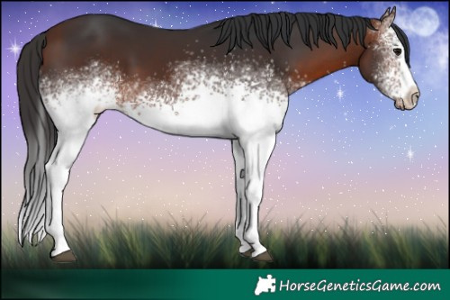 Horse Color:White Spotted Bay 